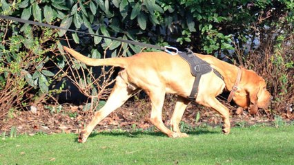 Les chiens qui ont retrouvé le corps de Maëlys, une unité unique au monde