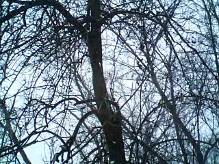 o the days of the kerry dancing vocals