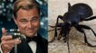 Une race de scarabée porte maintenant le nom de... Leonardo DiCaprio