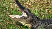 Il 'braque' une épicerie avec un alligator pour des bières