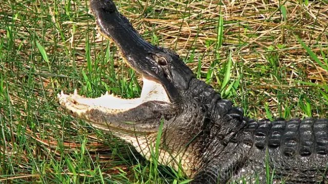 Il 'braque' une épicerie avec un alligator pour des bières