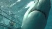 Requin : les récentes photos du Centre Calypso Star Charters créent la sensation