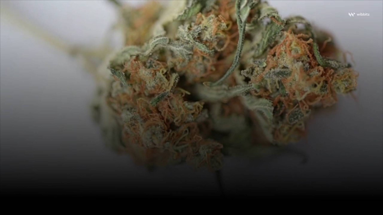 Over One-Third of American Parents Think CBD and Marijuana Are the Same