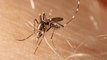 Virus du Nil : méfiez-vous des piqures de moustiques