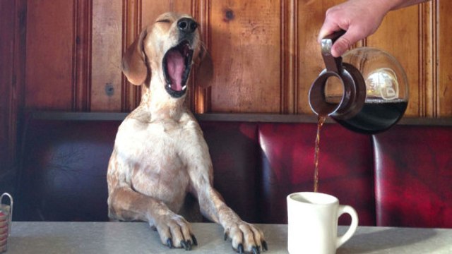 Un bar à chiens va ouvrir à Paris !