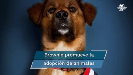 Brownie, "primer perro de la República de Chile", asume su cargo