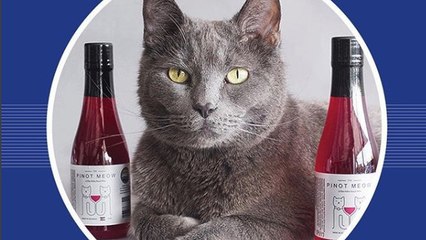 Vous pouvez désormais prendre l'apéro avec votre chat !