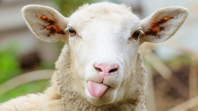 Deux gilets jaunes attaquent une brebis avec une pelle et une fourche... pour se faire un kebab