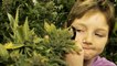 La hausse inquiétante du nombre d'enfants intoxiqués au cannabis