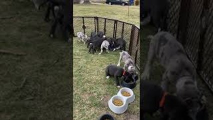 Puppies Haven't Yet Learned to Work Smarter, Not Harder