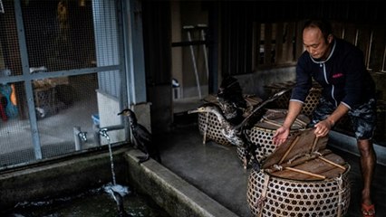 Découvrez le maître-cormoran, ce métier millénaire toujours exercé au Japon