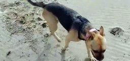 Dog Gets Face Full of Sand at the Beach