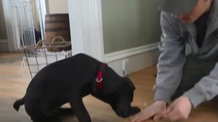 Un Américain sourd communique avec son chien grâce au langage des signes