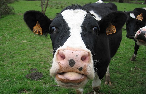 Embrasse ta vache : le nouveau challenge un peu bizarre qui n'amuse pas du tout l'Autriche