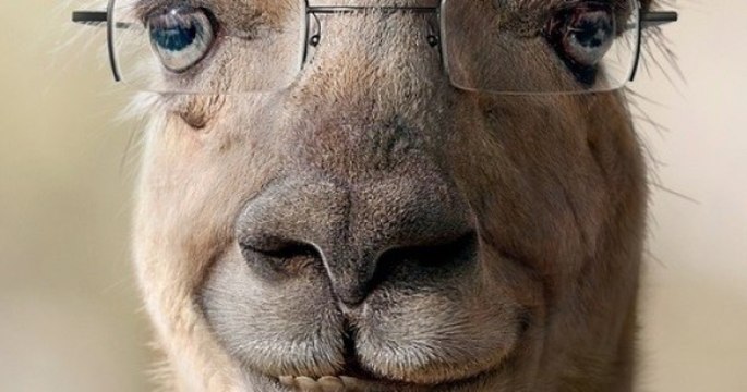 Un lama s'invite chez un opticien