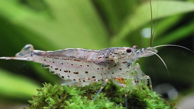 De la cocaïne retrouvée dans des crevettes d'eau douce !