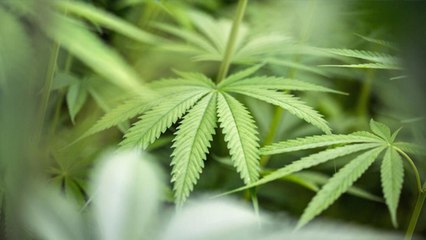 Cannabis : la nouvelle tendance des produits à la beuh