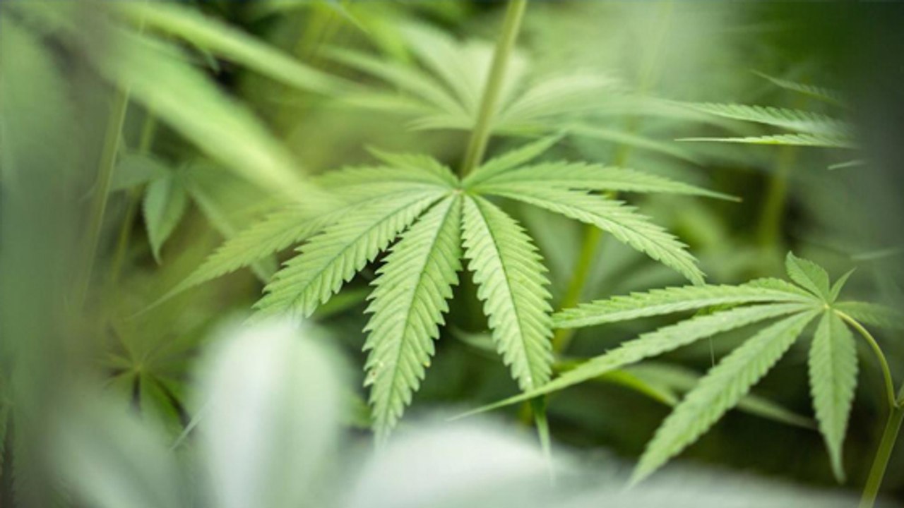 Cannabis : la nouvelle tendance des produits à la beuh