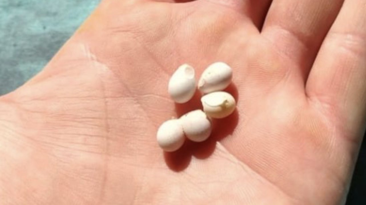 Il trouve de minuscules billes dans un arbre et fait une étonnante découverte en les regardant de plus près