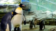 Deux pingouins gays vont devenir papas