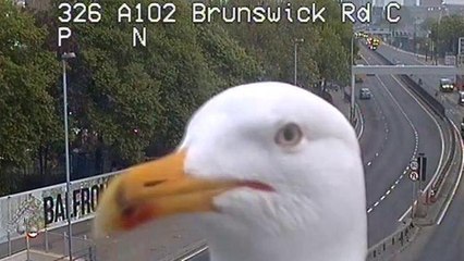 Une mouette devient la star des réseaux sociaux !