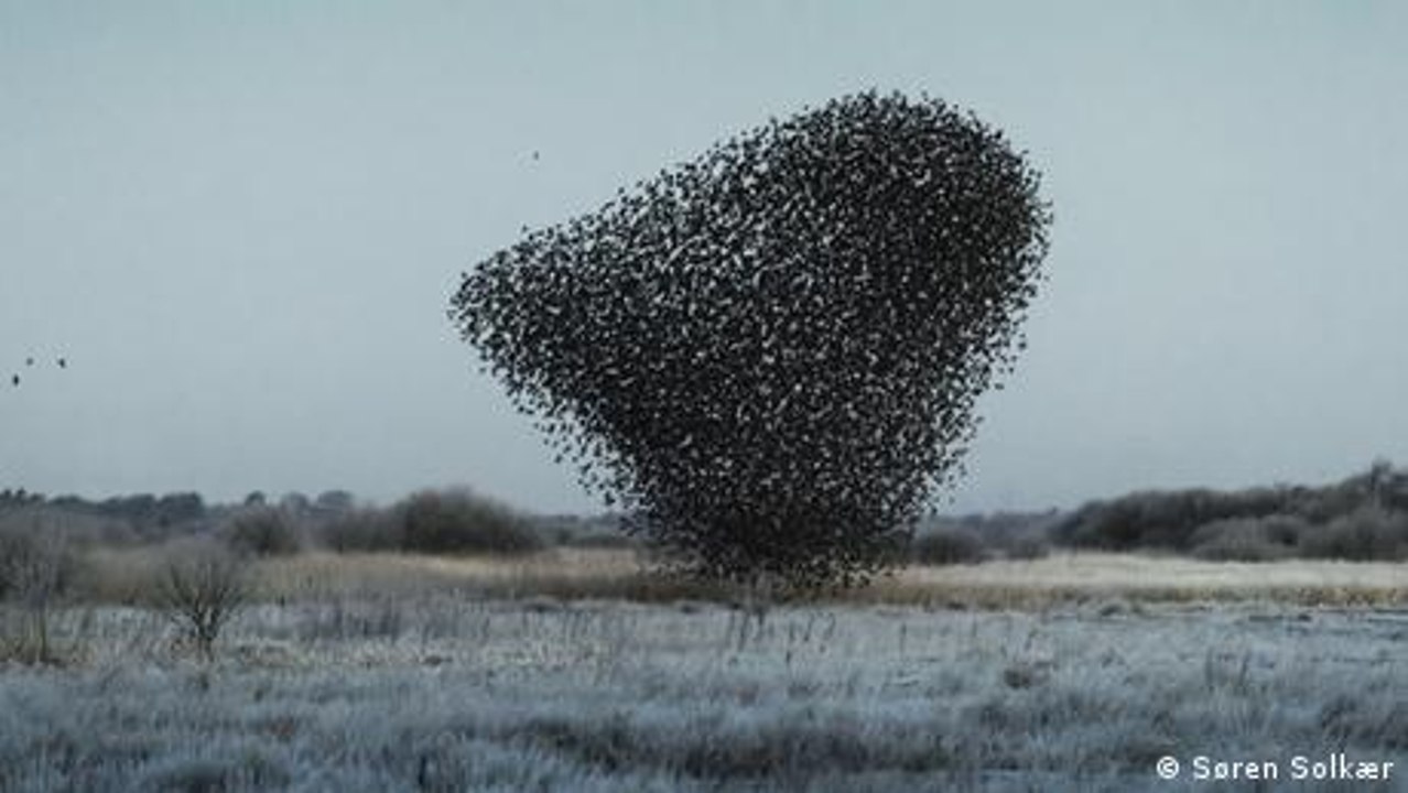 Spektakuläre Fotos von Vogelschwärmen