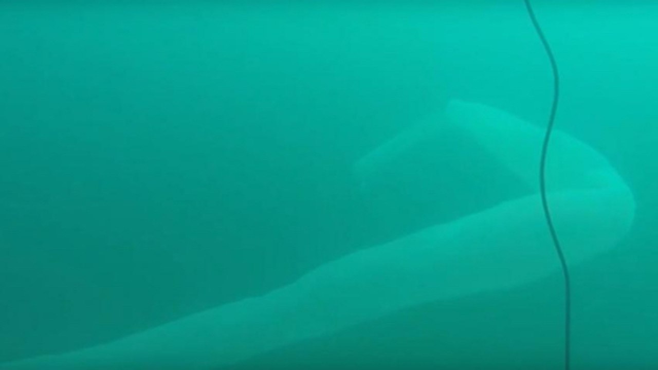 Un plongeur néo-zélandais tombe nez à nez avec une étrange créature : "Ca ressemblait à un énorme préservatif"