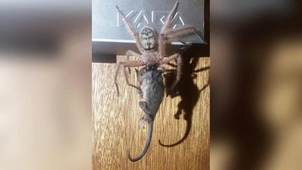 Scène incroyable en Australie : une araignée surprise en train de dévorer un marsupial