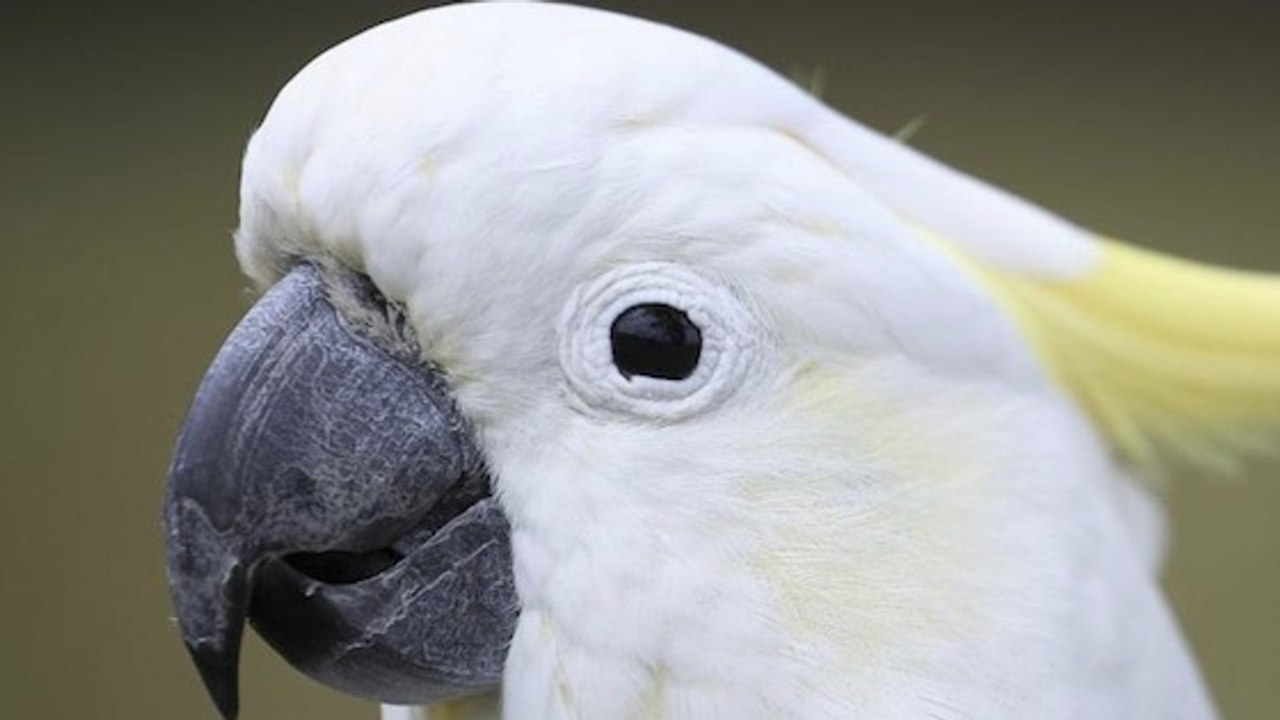Un cacatoès qui maîtrise 14 pas de danse devient une star de youtube