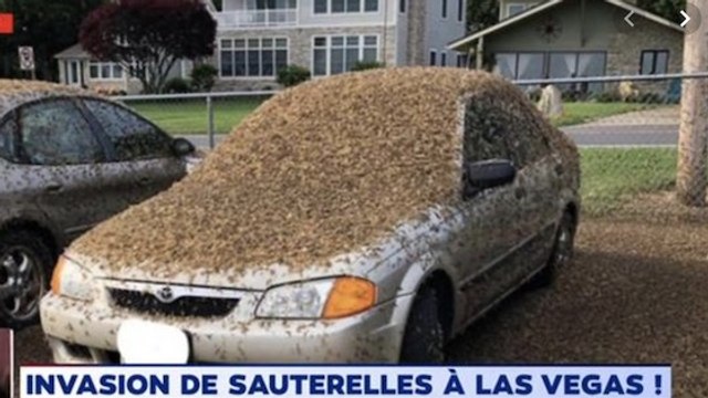 États-Unis : une invasion de sauterelles s'abat sur Las Vegas (VIDEO)