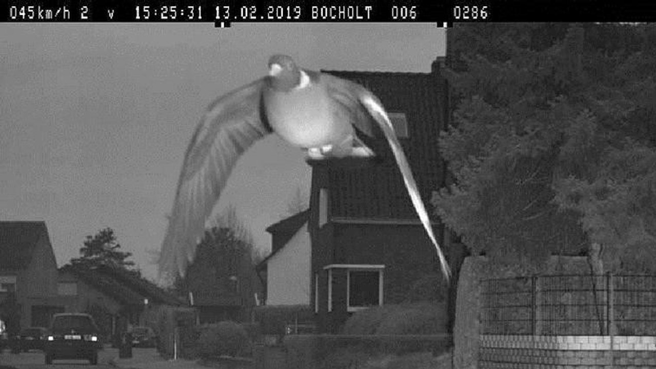 Allemagne : un pigeon flashé pour excès de vitesse par un radar automatique