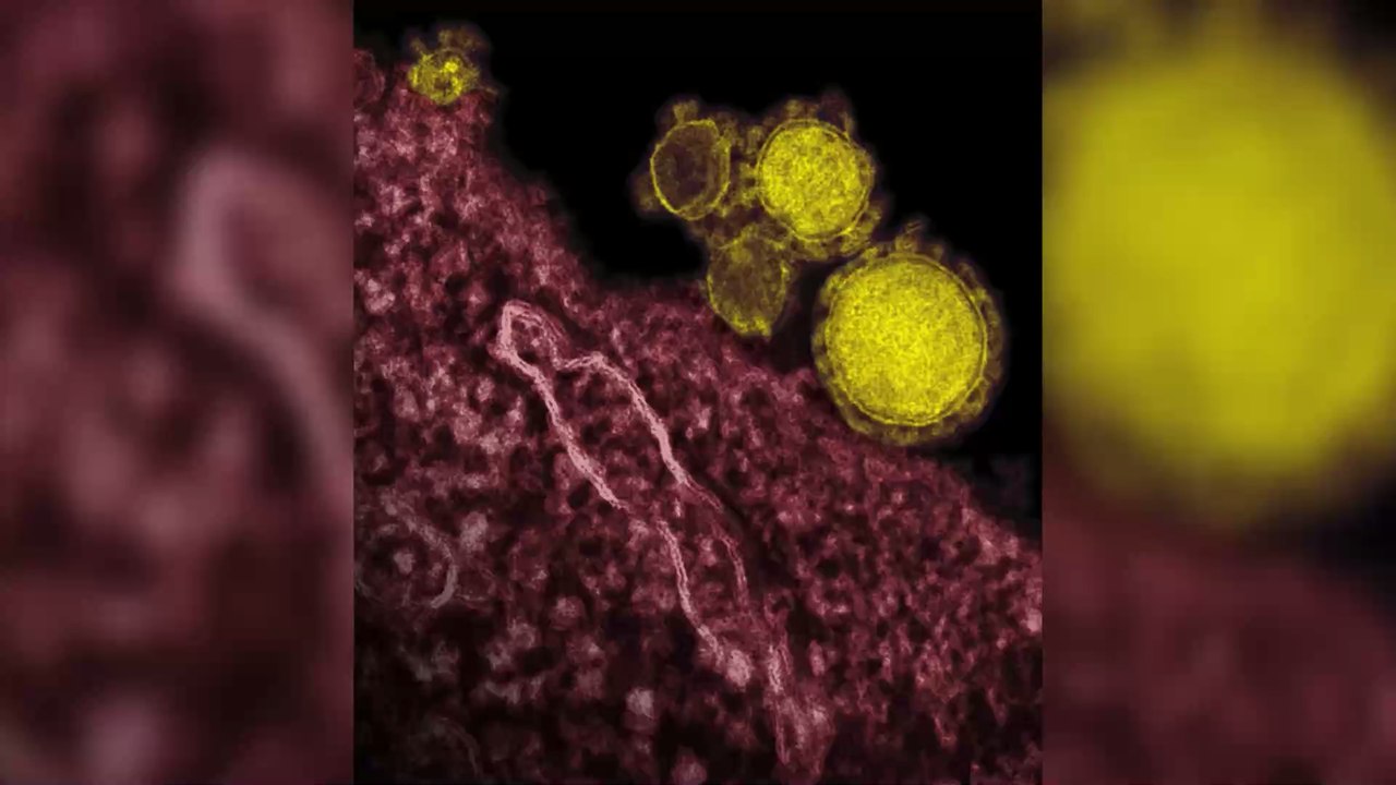 Coronavirus et fin du monde : les internautes se préparent au pire avec humour