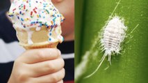 Les insectes, l'ingrédient surprise de vos glaces préférées !