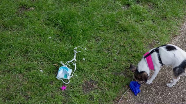 Coronavirus : doit-on désinfecter son animal de compagnie avec du gel hydroalcoolique pendant l'épidémie ?