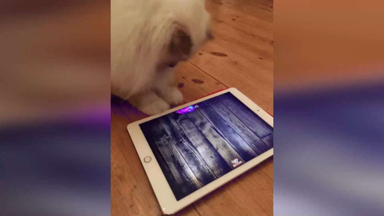 iPad Air : des bugs d'écran blancs réparés gratuitement par Apple, la dalle LCD en cause