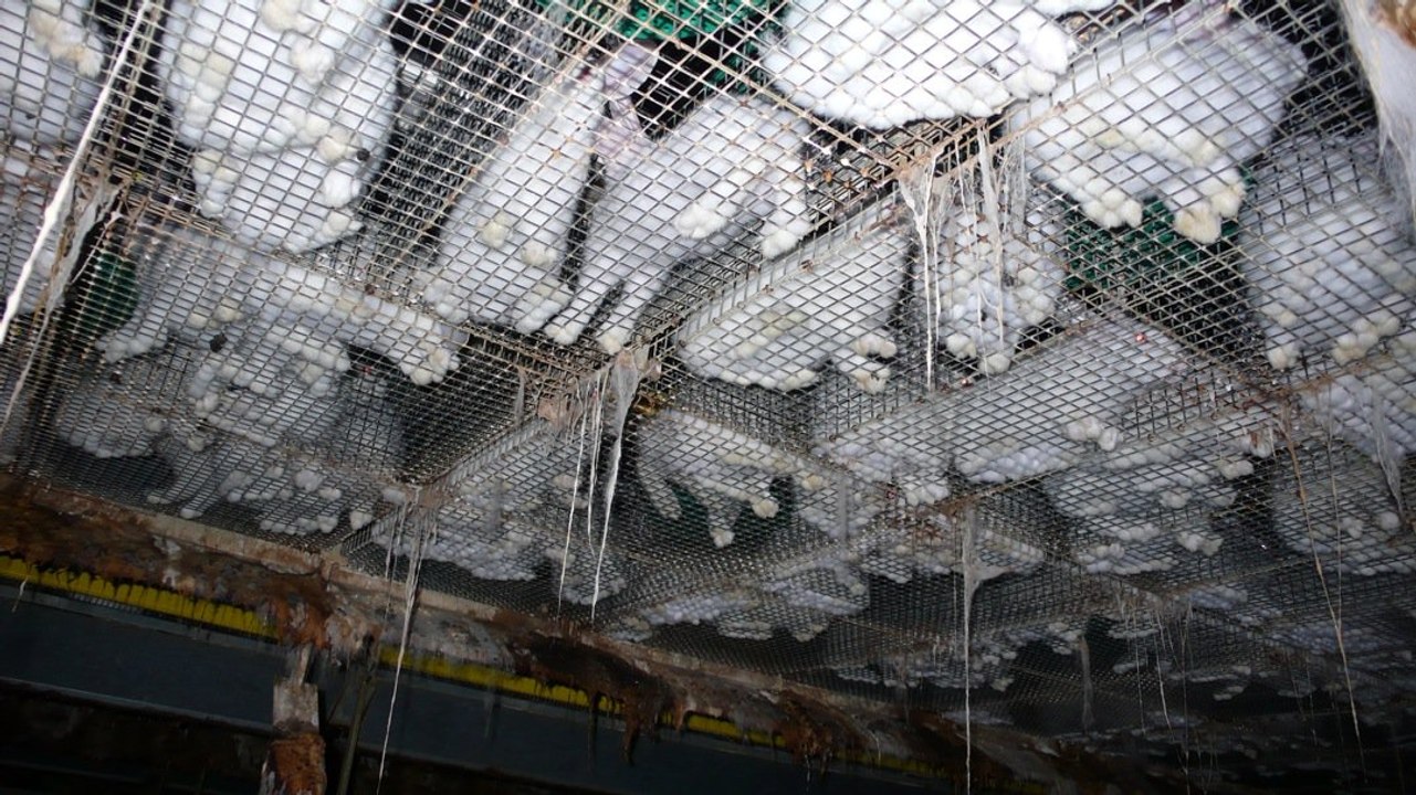 Maltraitance animale : L214 dénonce l'absence de réglementation des élevages de lapins en France