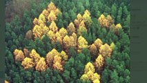 Allemagne : le mystère des forêts en forme de croix gammées