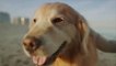 Super Bowl : les vétérinaires sauvent son chien, il achète une pub à 6 millions de dollars pour les remercier