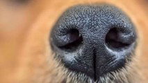 Coronavirus : bientôt des chiens renifleurs pour détecter les malades du Covid-19 ?