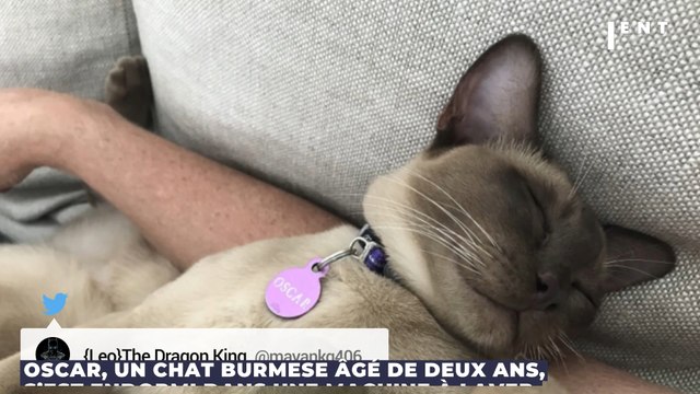 Australie : Un chat survit après être passé dans une machine à laver