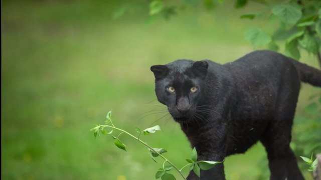 États-Unis : Il paye 150 dollars pour voir un léopard et se fait attaquer