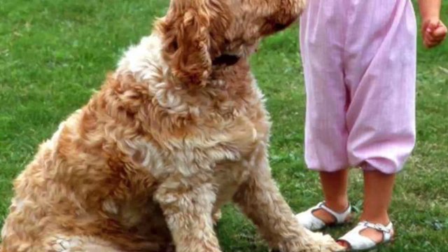 Condition animale : les propositions phares d'un groupe d'études de l'Assemblée Nationale pour améliorer la vie des animaux de compagnie