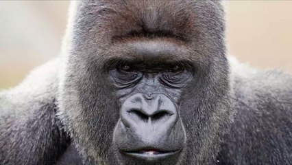 Nigeria : le gorille le plus rare du monde photographié pour la première fois