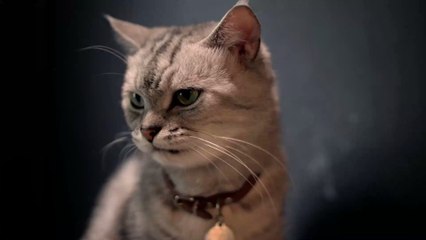 À Rennes, la France Insoumise a mis un chat sur sa liste des Municipales