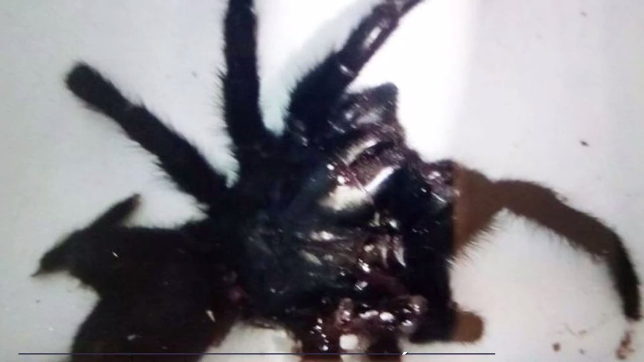 Vaucluse : ce couple se retrouve confiné avec une énorme araignée