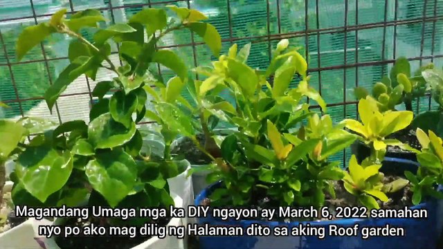 Watering my plants in my roof garden