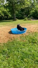 German Shepherd/Husky Mix Loves Playing in Water