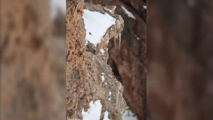 Casse-tête : un léopard est caché dans cette photo, saurez-vous le trouver ?