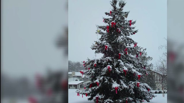 Lidl : son sapin de Noël sera-t-il la star des fêtes de fin d'année ?