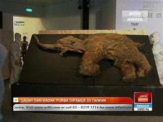 Gajah dan badak purba dipamer di Taiwan